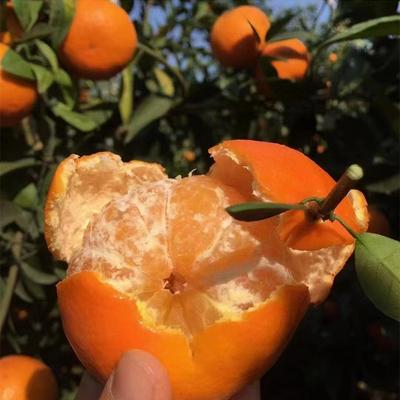 流体硼正品进口硼肥液体硼水溶硼肥果树肥叶面肥保花保果微量元素 - 图片3