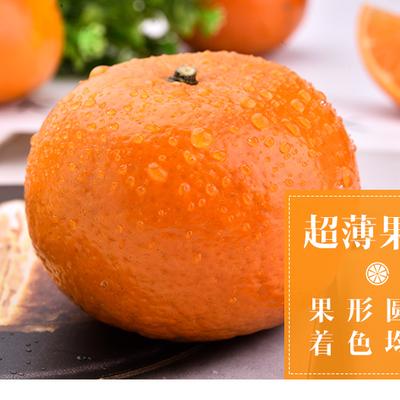 广西武鸣沃柑产地直发精品果大果中果小果特级果一级果二级果