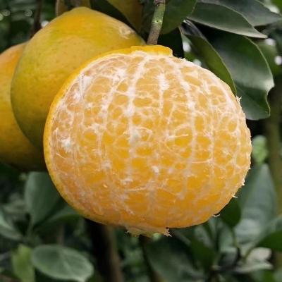 广西皇帝柑大果10斤新鲜水果整箱
