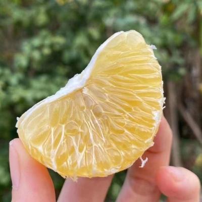 广西皇帝柑大果10斤新鲜水果整箱 - 图片2