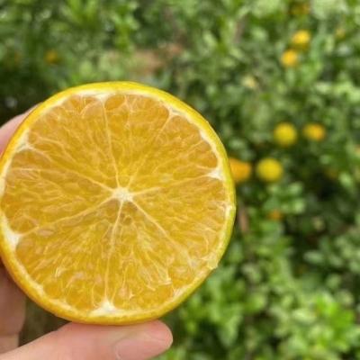 广西皇帝柑大果10斤新鲜水果整箱 - 图片3
