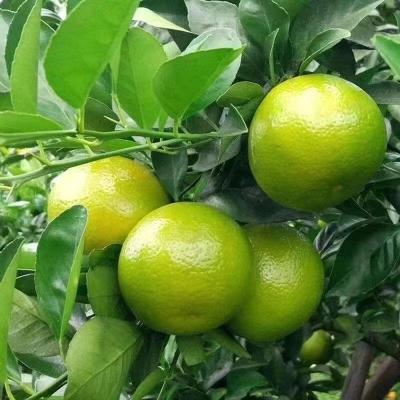 广西皇帝柑大果10斤新鲜水果整箱 - 图片4