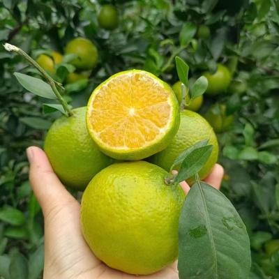 广西皇帝柑大果10斤新鲜水果整箱 - 图片5
